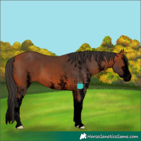 Horse Color:Void White Spotted Bay Splash 