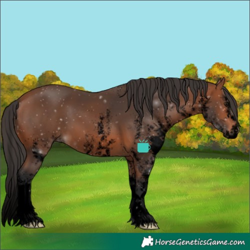 Horse Color:Void White Spotted Bay Splash 