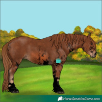 Horse Color:Void White Spotted Chestnut