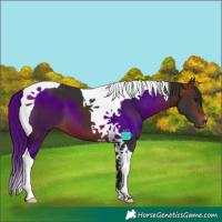 Horse Color:Bay Tobiano