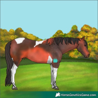 Horse Color:Bay Tobiano