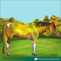 Horse Color:Bay Tobiano