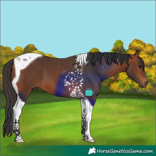 Horse Color:Bay Tobiano