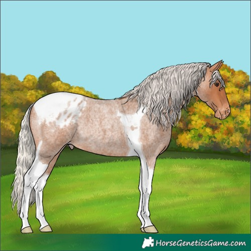 Horse Color:Silver Bay Roan Tobiano Appaloosa Rabicano 