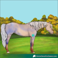 Horse Color:Silver Sable Champagne Dun 
