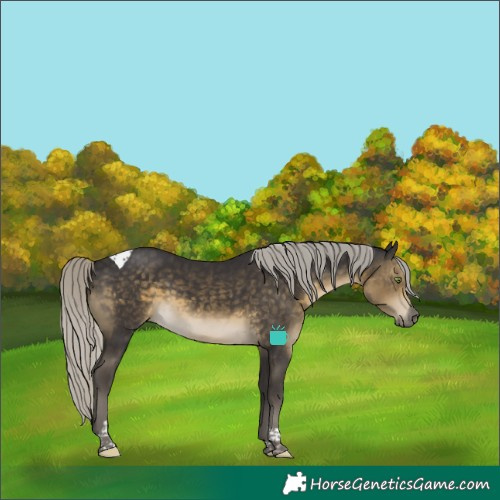Horse Color:Silver Smoky Black Tobiano 