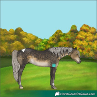 Horse Color:Silver Smoky Black Tobiano 