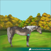 Horse Color:Silver Smoky Black Tobiano