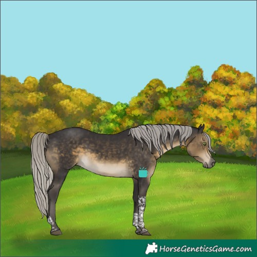 Horse Color:Silver Smoky Black Tobiano 
