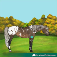 Horse Color:Gray White Spotted Silver Brown Dun Blanket Brindle