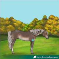 Horse Color:Silver Black Tobiano 
