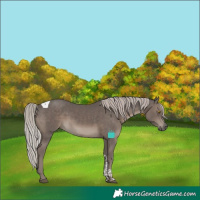 Horse Color:Silver Black Tobiano