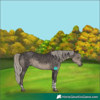 Horse Color:Silver Smoky Black Tobiano