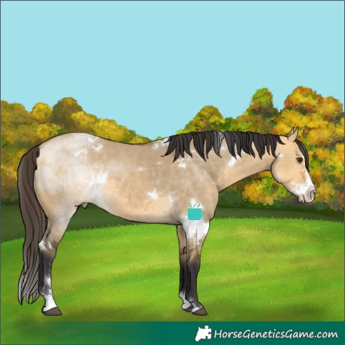 Horse Color:White Spotted Buckskin Dun Sabino Splash 