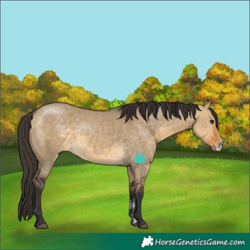 Horse Color:Buckskin Dun Sabino