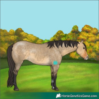 Horse Color:Buckskin Dun Sabino