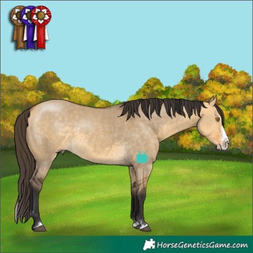 Horse Color:Buckskin Dun Sabino Splash Rabicano 