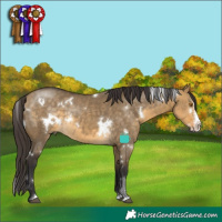 Horse Color:White Spotted Buckskin Dun Sabino Splash Rabicano 