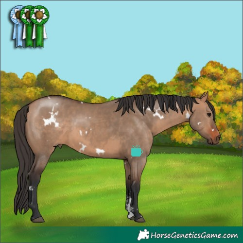 Horse Color:White Spotted Bay Dun Sabino 