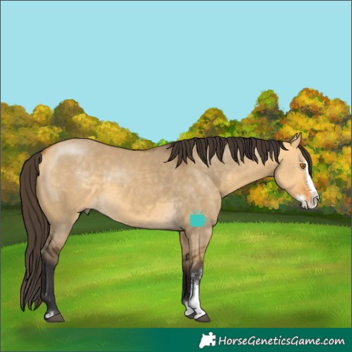 Horse Color:Buckskin Dun Sabino Splash 