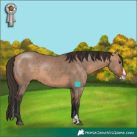 Horse Color:Bay Dun Sabino Splash