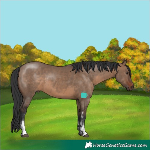 Horse Color:Brown Dun Sabino Rabicano