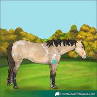 Horse Color:White Spotted Buckskin Dun Sabino Splash