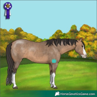 Horse Color:Bay Dun Sabino Splash 