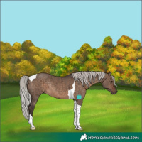 Horse Color:Silver Brown Dun Tobiano Rabicano Brindle 