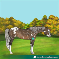 Horse Color:Gray White Spotted Silver Brown Dun Splash Appaloosa Rabicano