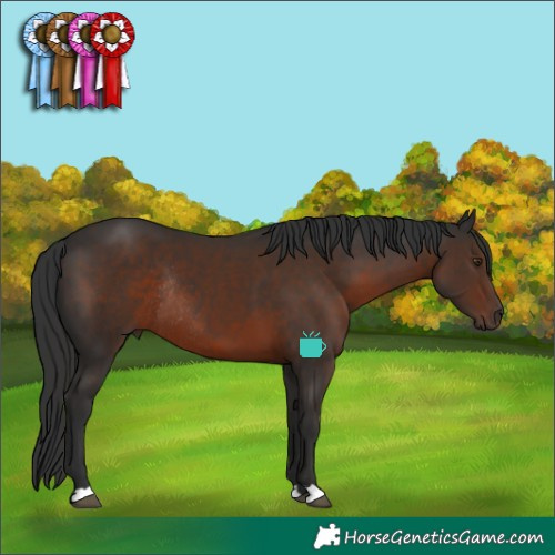 Horse Color:Liver Chestnut Rabicano