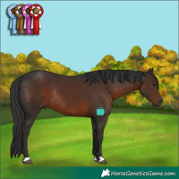 Horse Color:Liver Chestnut Rabicano