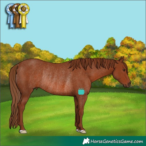Horse Color:Chestnut Rabicano 