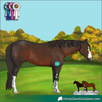 Horse Color:Liver Chestnut 