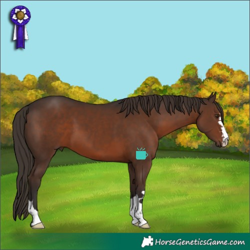 Horse Color:Liver Chestnut 