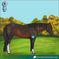 Horse Color:Brown Tobiano