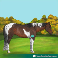 Horse Color:Brown Tobiano Rabicano