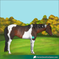 Horse Color:Brown Tobiano Rabicano