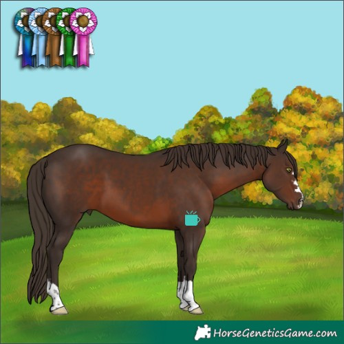 Horse Color:Liver Chestnut