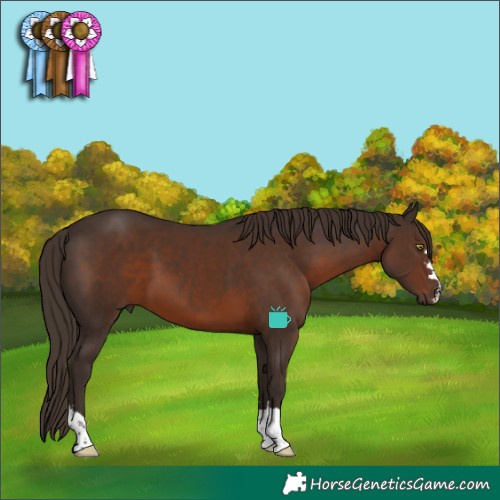 Horse Color:Liver Chestnut