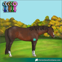 Horse Color:Liver Chestnut 