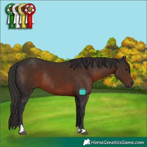Horse Color:Liver Chestnut Rabicano