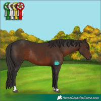 Horse Color:Liver Chestnut Rabicano 