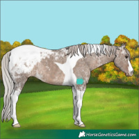Horse Color:Silver Brown Ice Dun Tobiano Appaloosa Rabicano 