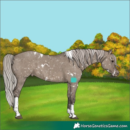Horse Color:White Spotted Silver Grullo Tobiano Appaloosa Rabicano Brindle