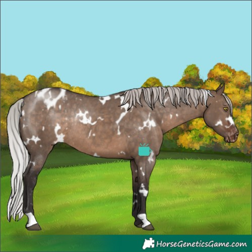Horse Color:White Spotted Silver Brown Dun Appaloosa Rabicano 