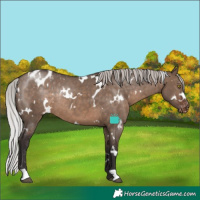 Horse Color:White Spotted Silver Brown Dun Varnish Rabicano