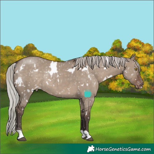 Horse Color:White Spotted Silver Grullo Appaloosa Rabicano 