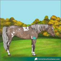 Horse Color:White Spotted Silver Grullo Tobiano Appaloosa Rabicano Brindle
