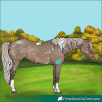 Horse Color:White Spotted Silver Grullo Tobiano Appaloosa Rabicano Brindle 